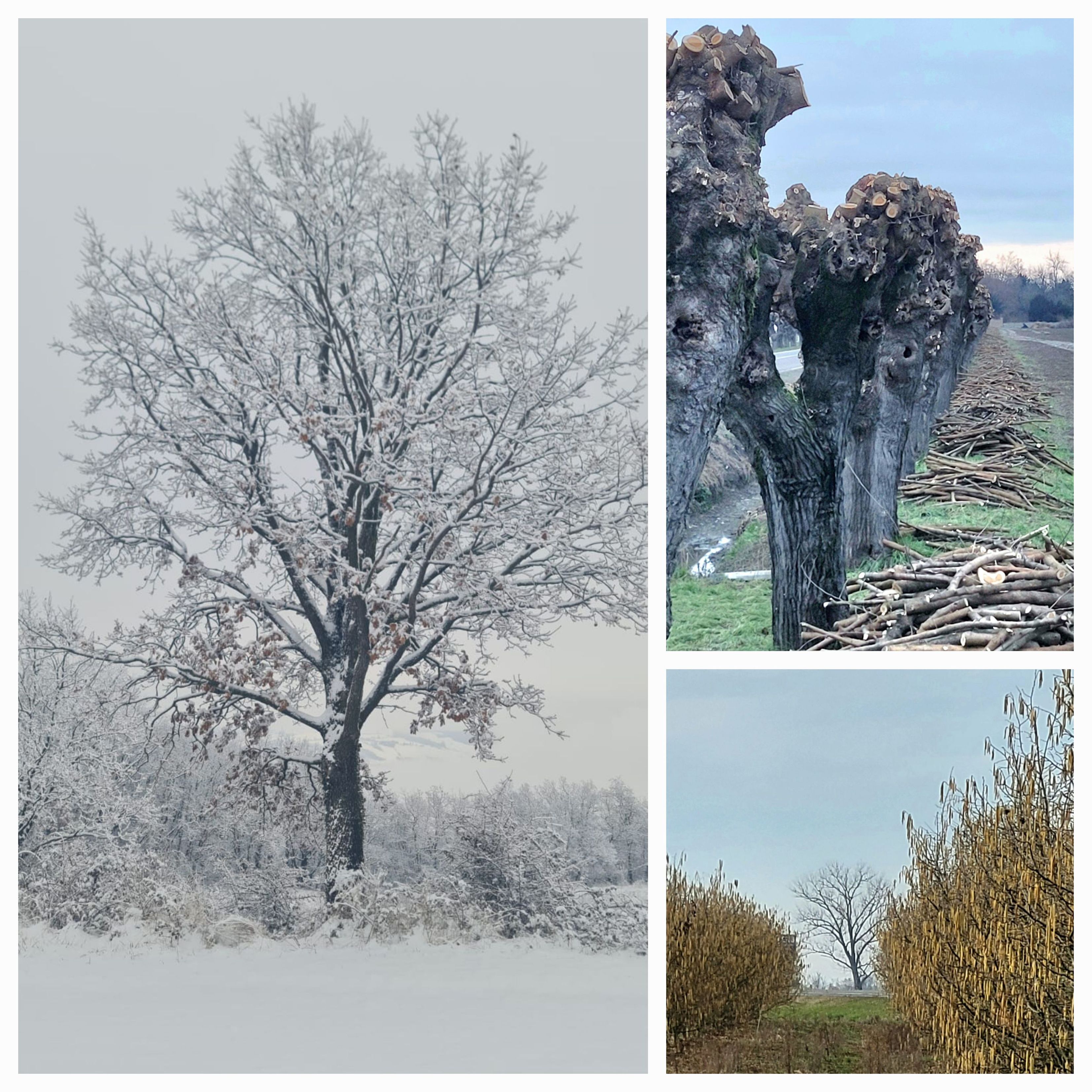 Alberi d'inverno: quercia con la neve di questo gennaio tra i rami (Valtrebbia), gelsi con le fascine a terra (Gragnanino), coltivazione di noccioli nel piacentino