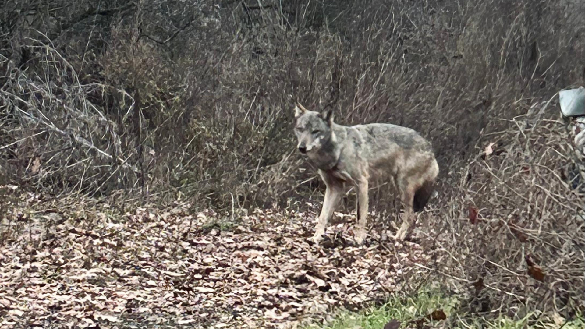 Faccia a faccia col lupo in pieno giorno in via Einaudi