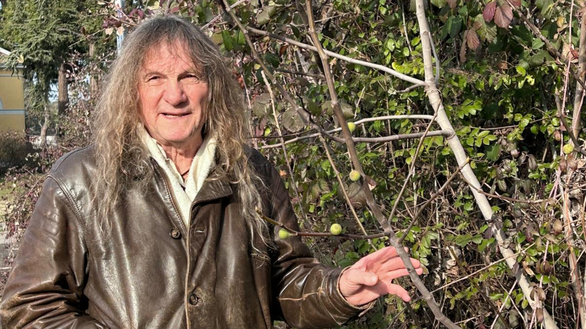 Fichi in pieno inverno, il "miracolo" in Val Tidone