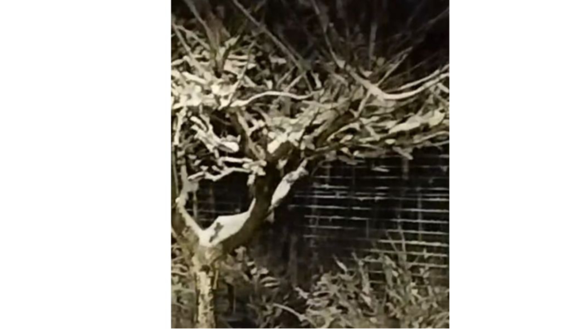 Pioggia, neve e gelo sul Piacentino, rischio gelicidio sopra i 700 metri