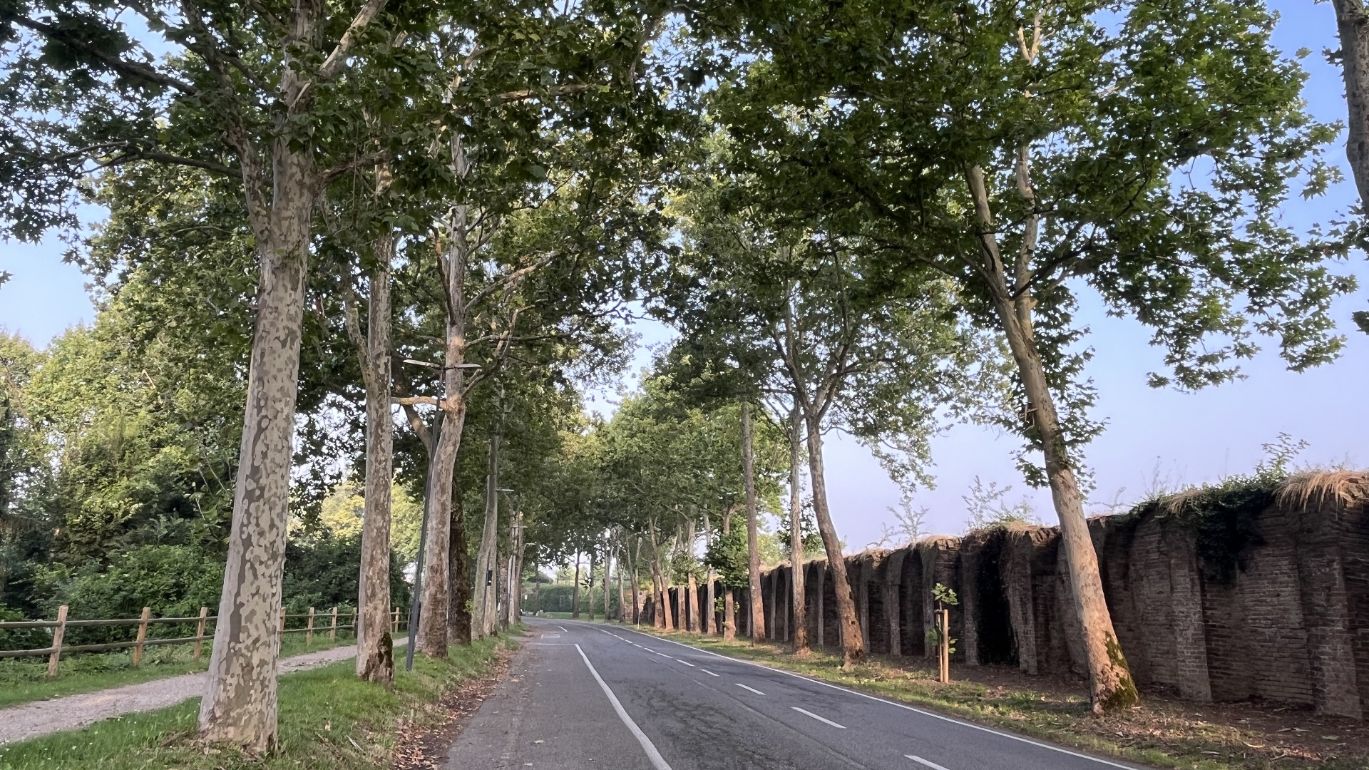 A Piacenza 55 alberi da tagliare perché a rischio