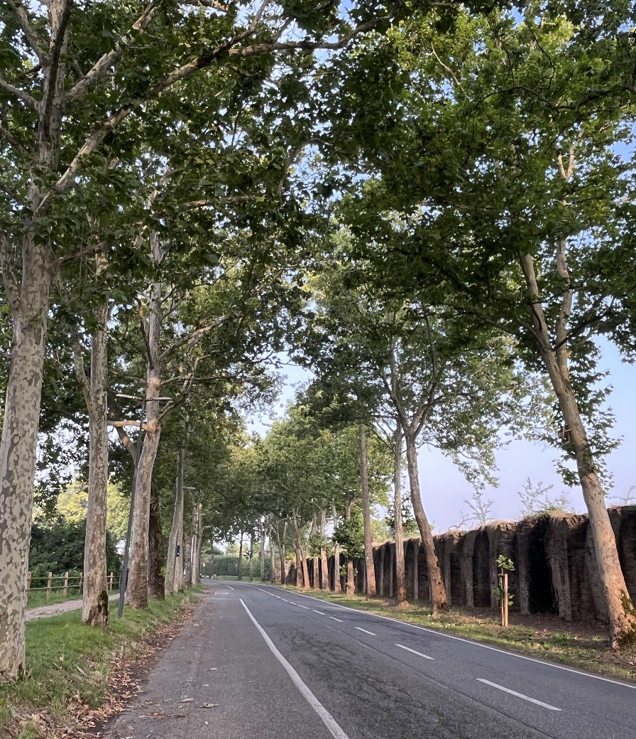 A Piacenza 55 alberi da tagliare perché a rischio