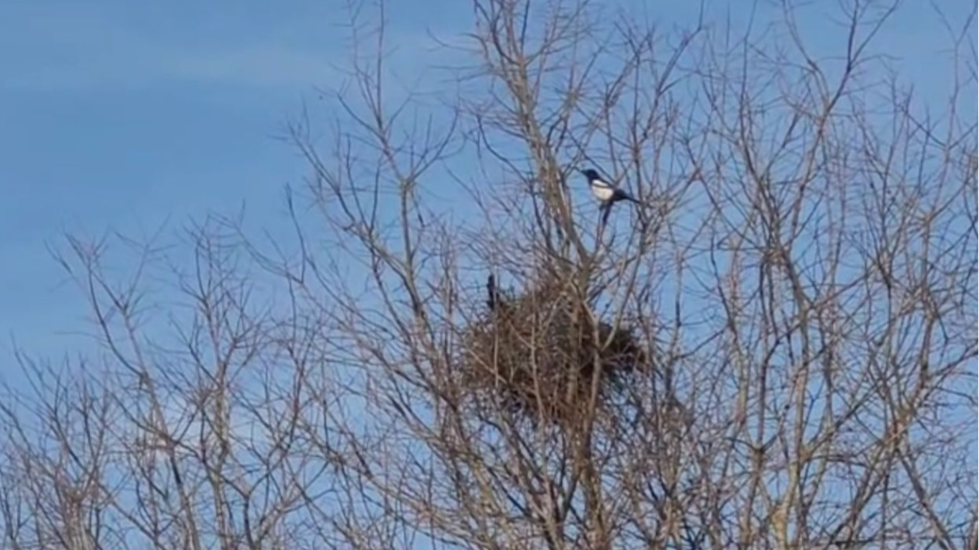 Assaggio di primavera, e la gazza ladra "restaura la casa"