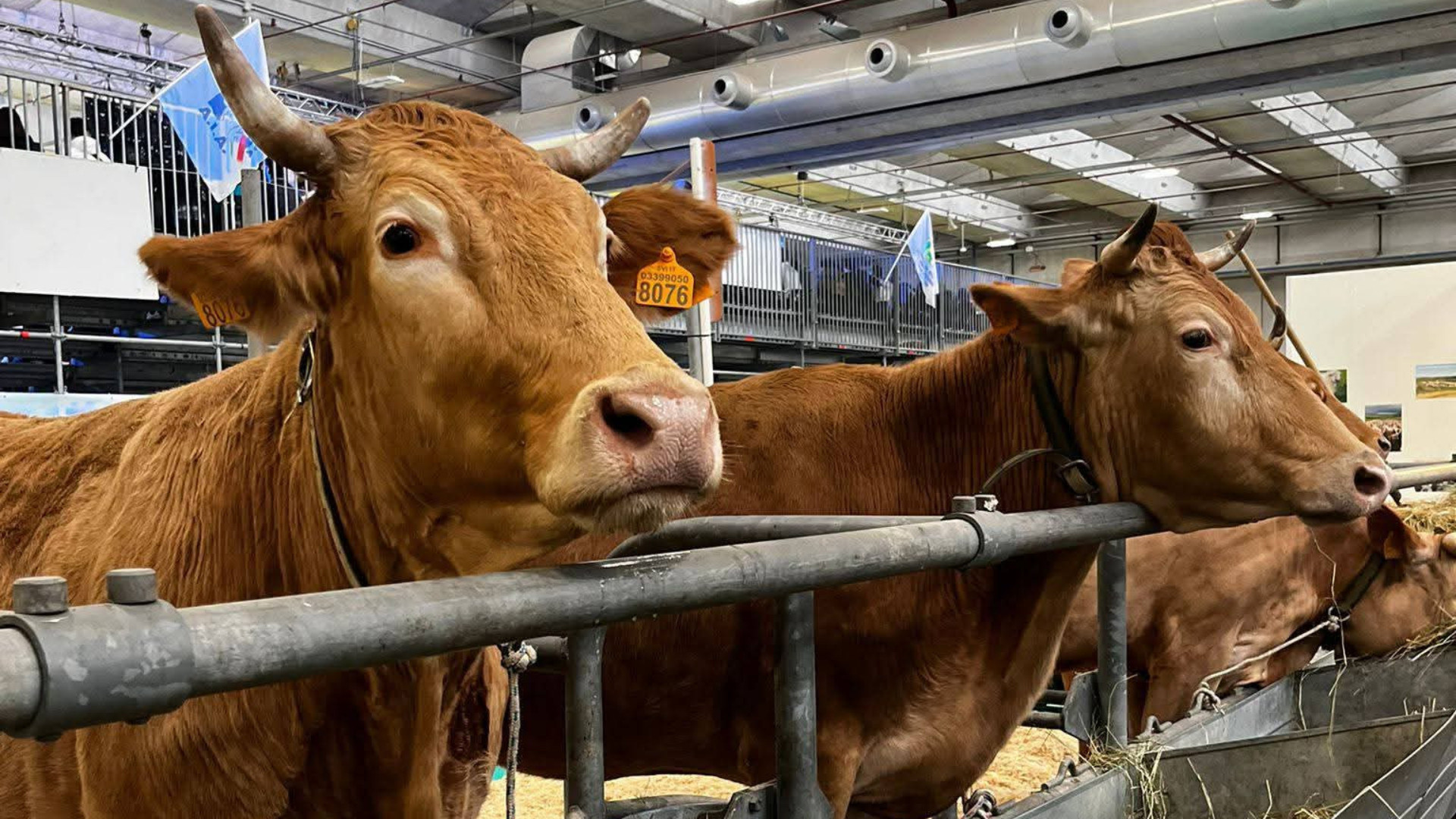 Le vacche di razza Ottonese sfilano alla fiera internazionale