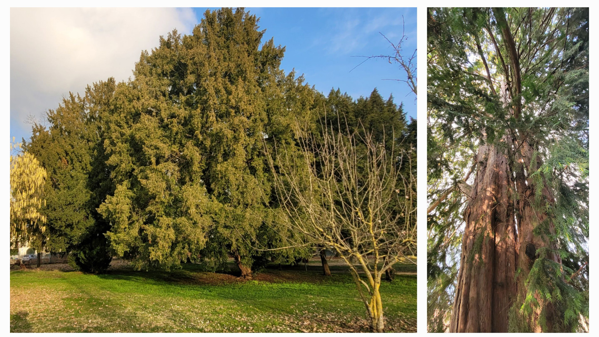 I primi fiori dell'albero pagoda nel parco di Villa Braghieri