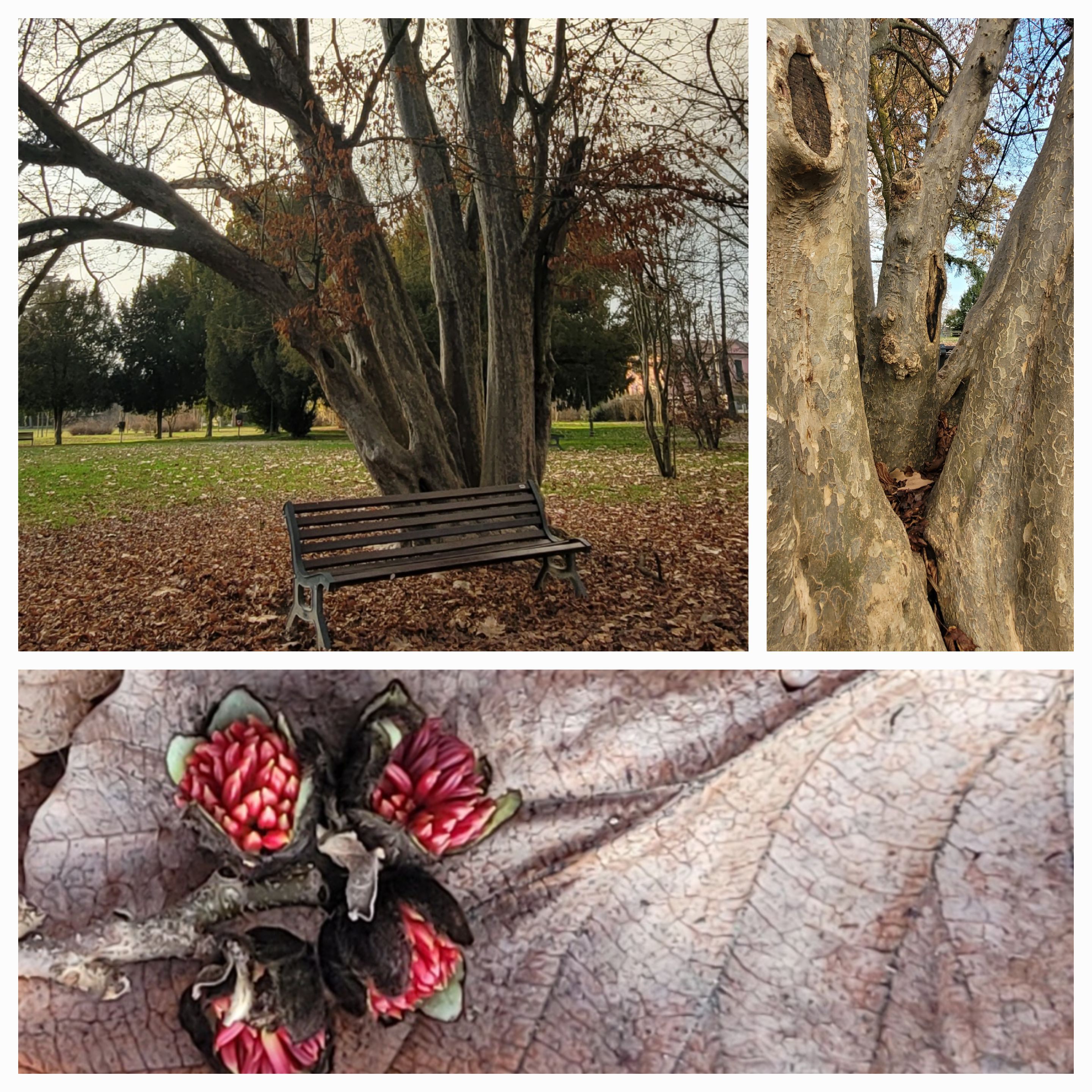 Albero pagoda o Parrotia persica fiorita seppur ancora spoglio, a inizio febbraio