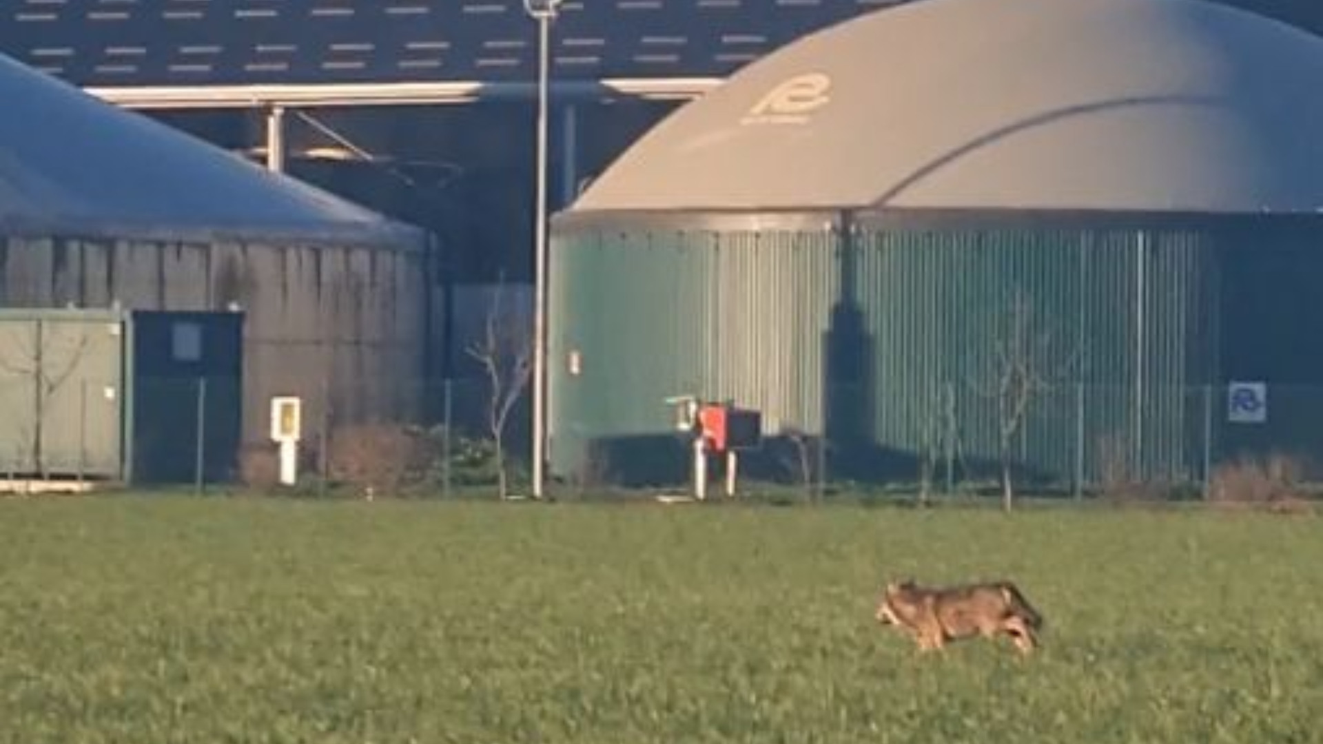 Lupi in città, avvistamenti a Vallera e Mucinasso | VIDEO