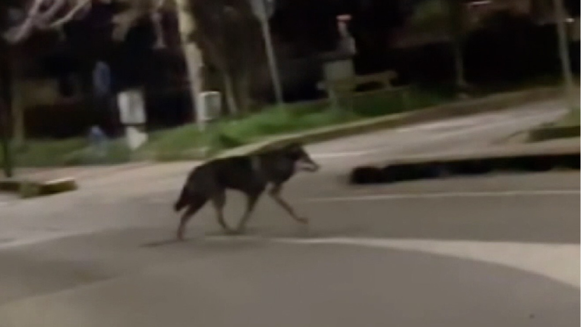 «Monitorati nel Piacentino cento lupi suddivisi in una ventina di branchi»