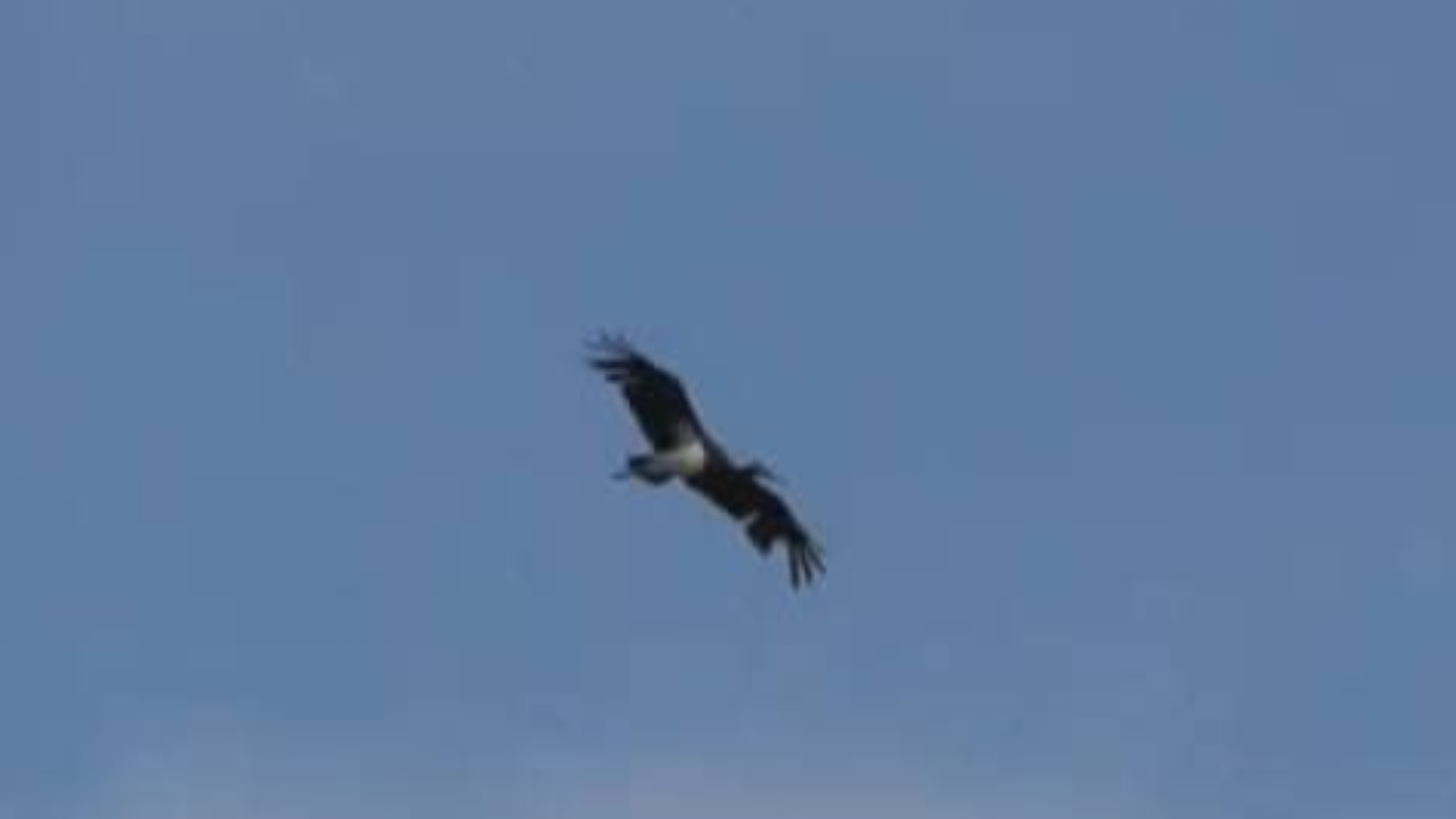 Cadeo - Cicogna nera 3