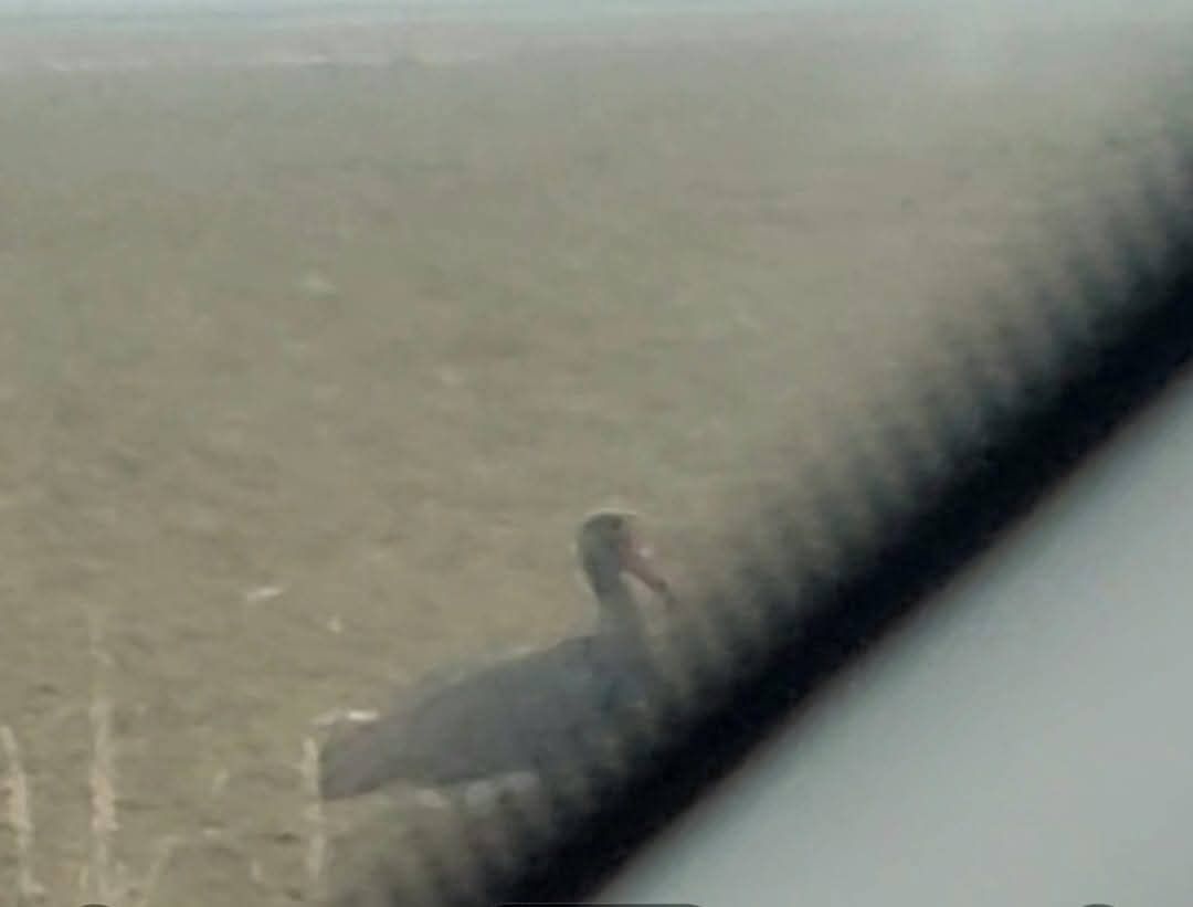 Cadeo - Cicogna nera 1