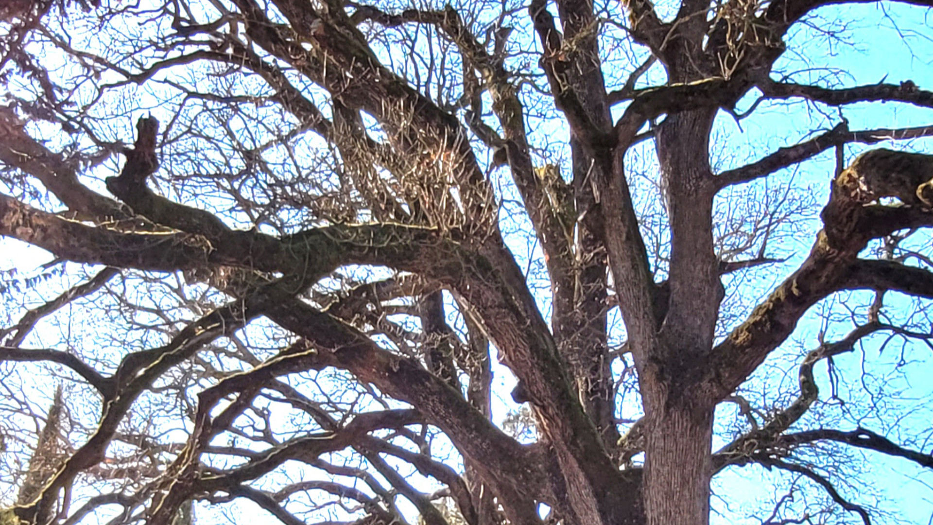 Rovere tra gli alberi monumentali piacentini. Castello di Montechiaro (Rivergaro) - © Libertà/Dea De Angelis
