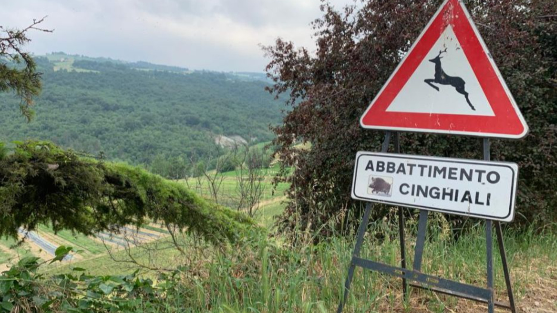 Peste suina, abbattimenti cresciuti del 35% nello scorso anno