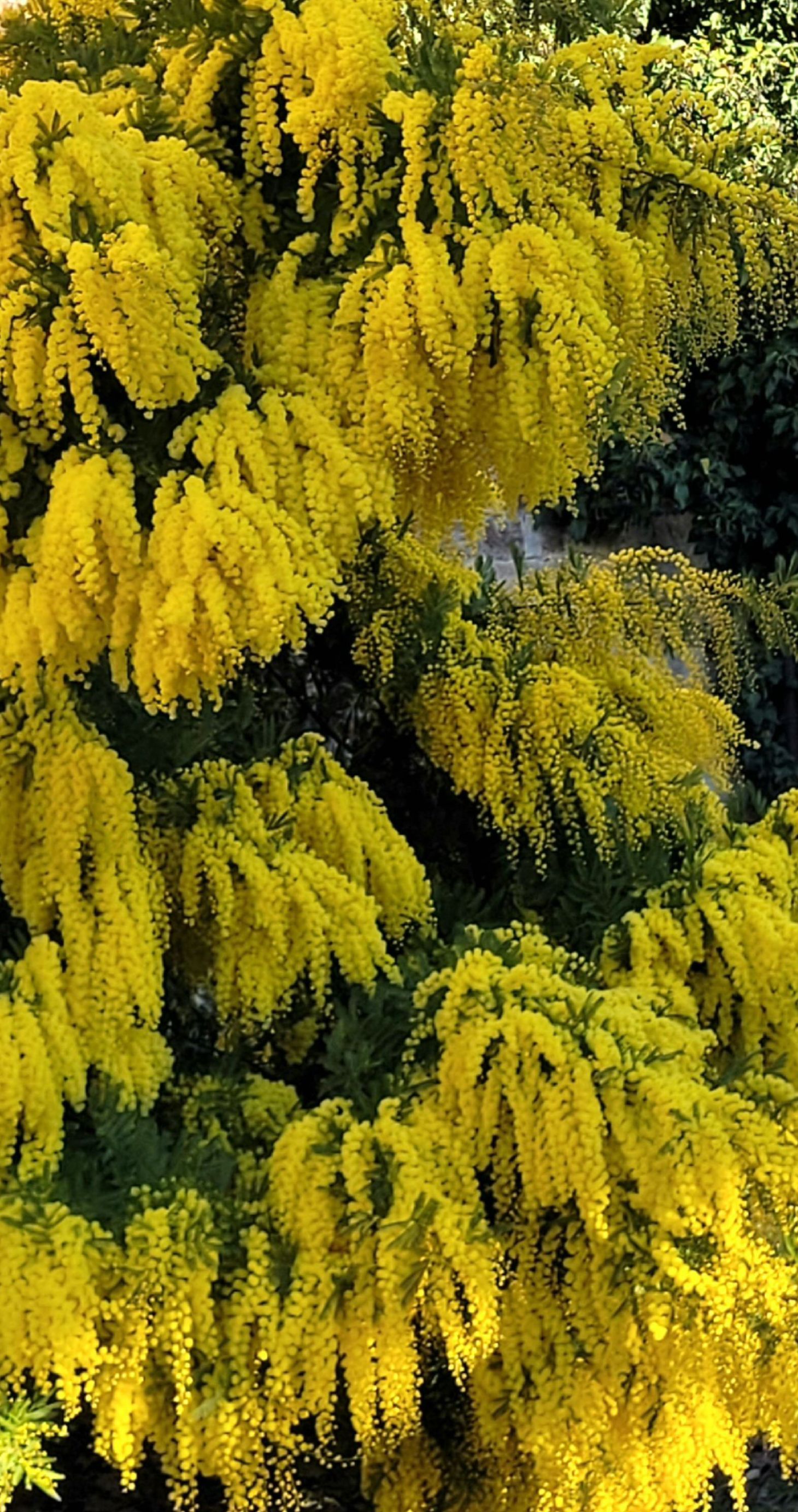 La mimosa... albero "femminista"