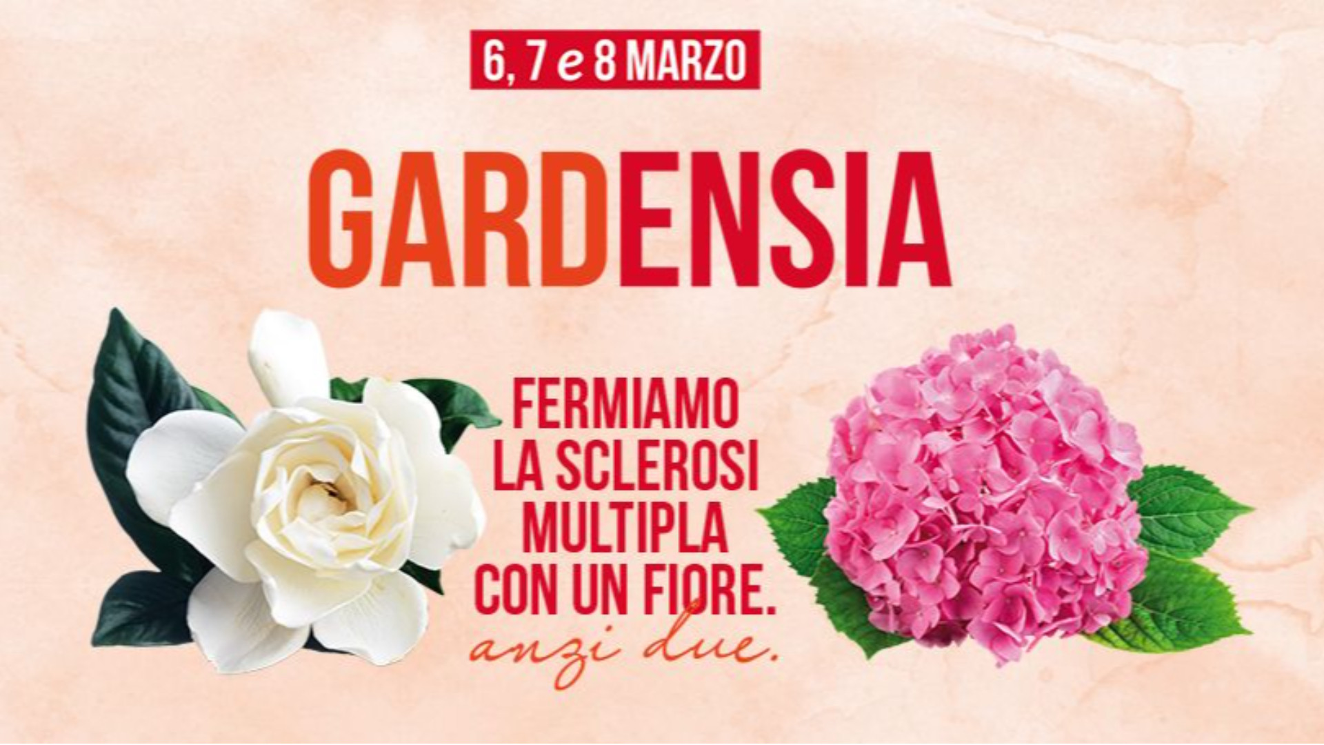 Sclerosi multipla, tornano le ortensie della solidarietà per la ricerca