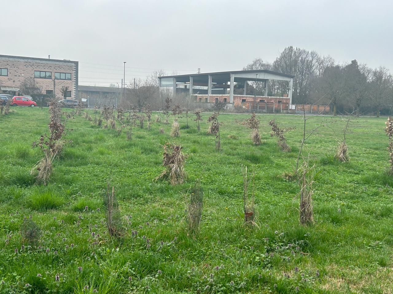 piante nel campone in via trebbia