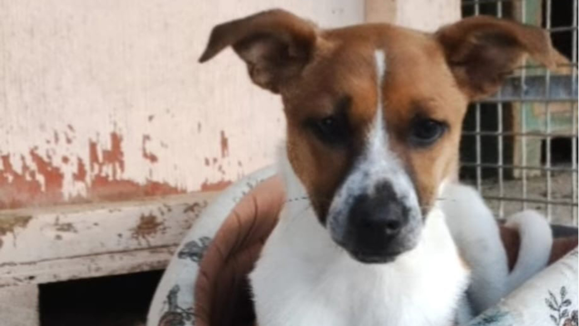 Lulù, cucciola con soffio al cuore cerca famiglia: «Non può crescere in canile»