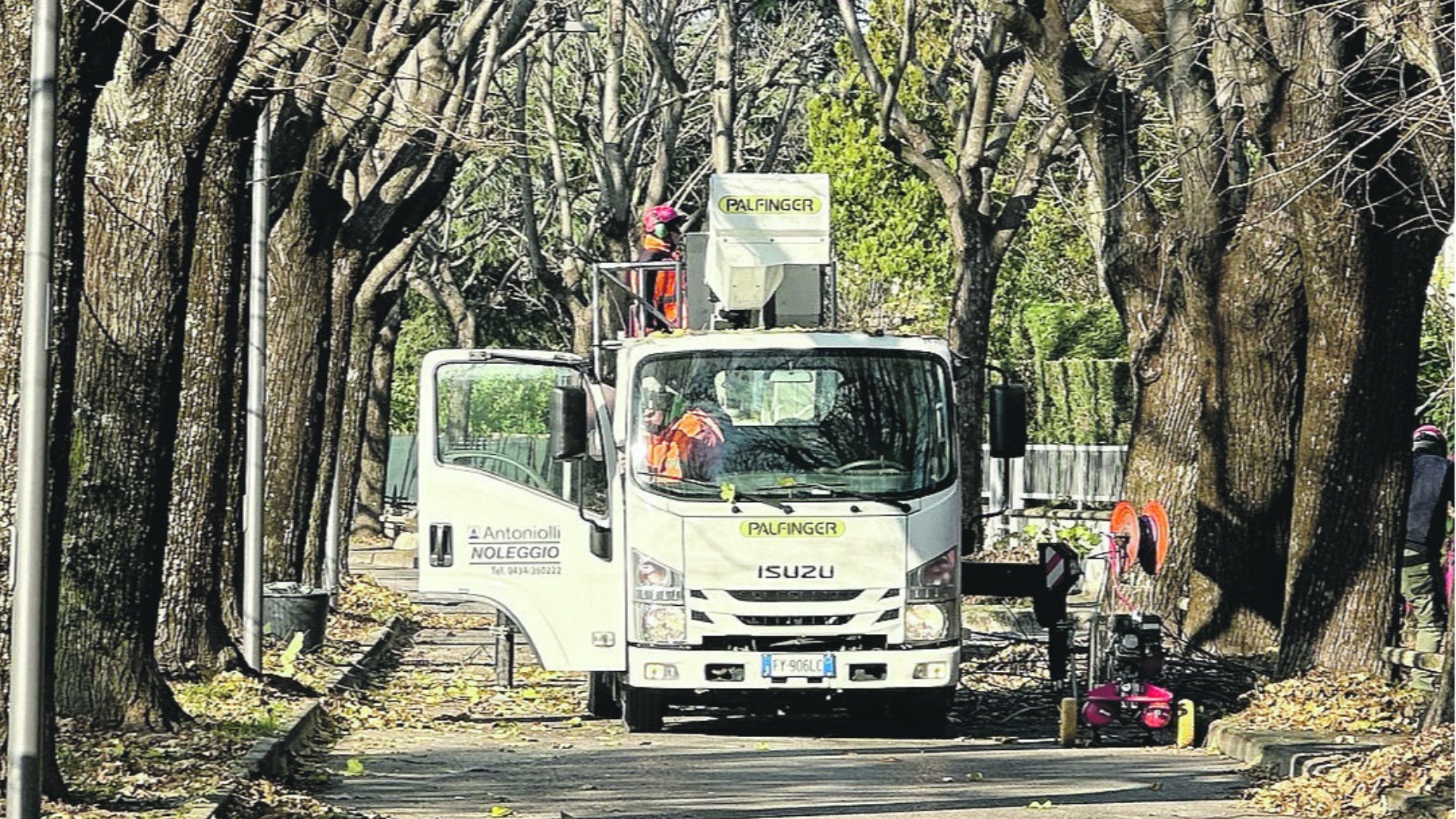 Le perizie e le potature nel viale-simbolo di Rivergaro