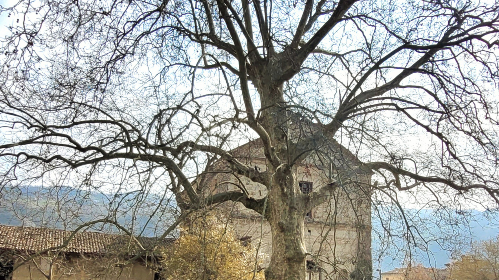 Platano monumentale in vista da piazza San Francesco a Bobbio