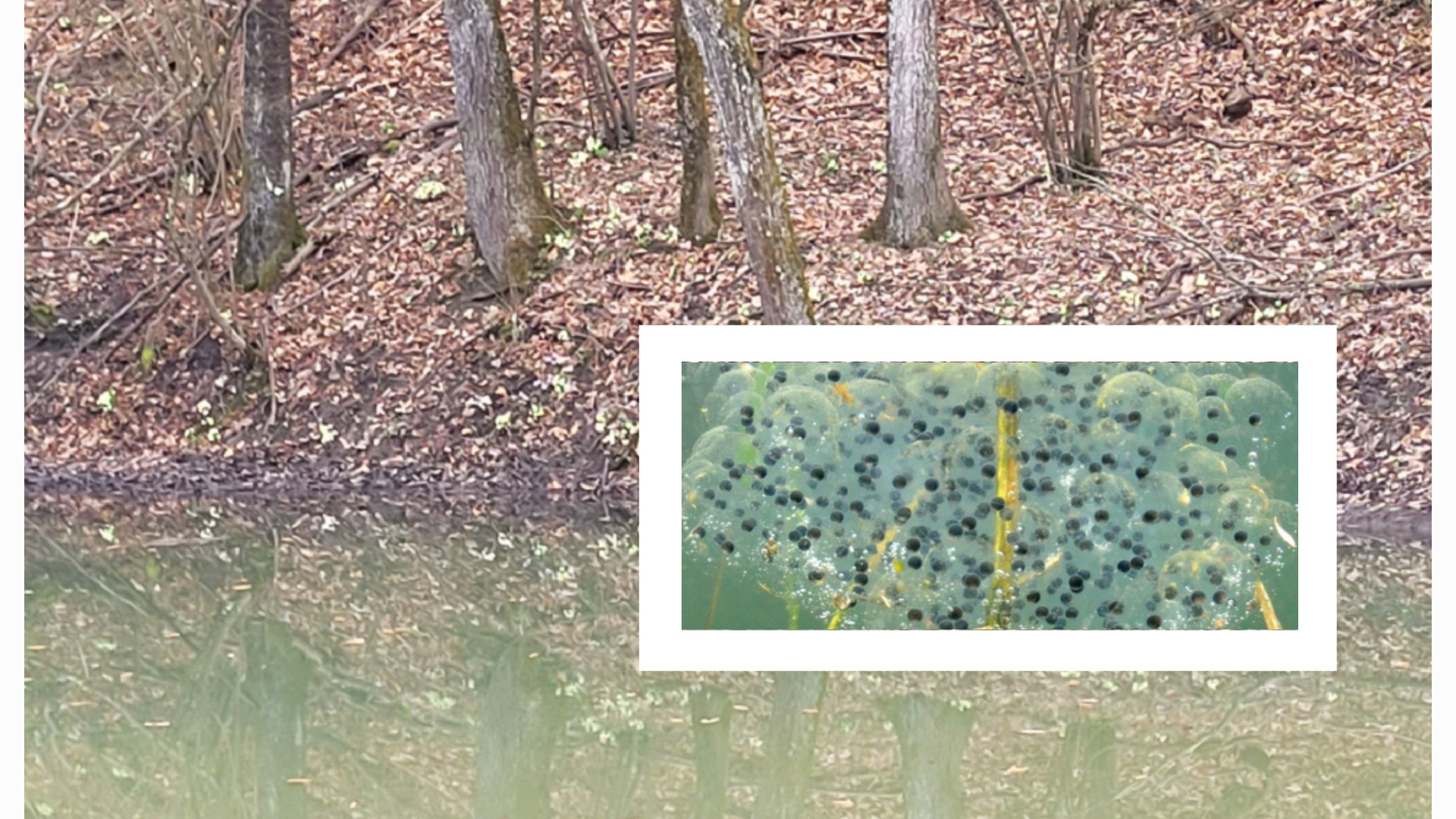 Segnali di primavera, le uova di rana nelle acque quiete degli stagni naturali