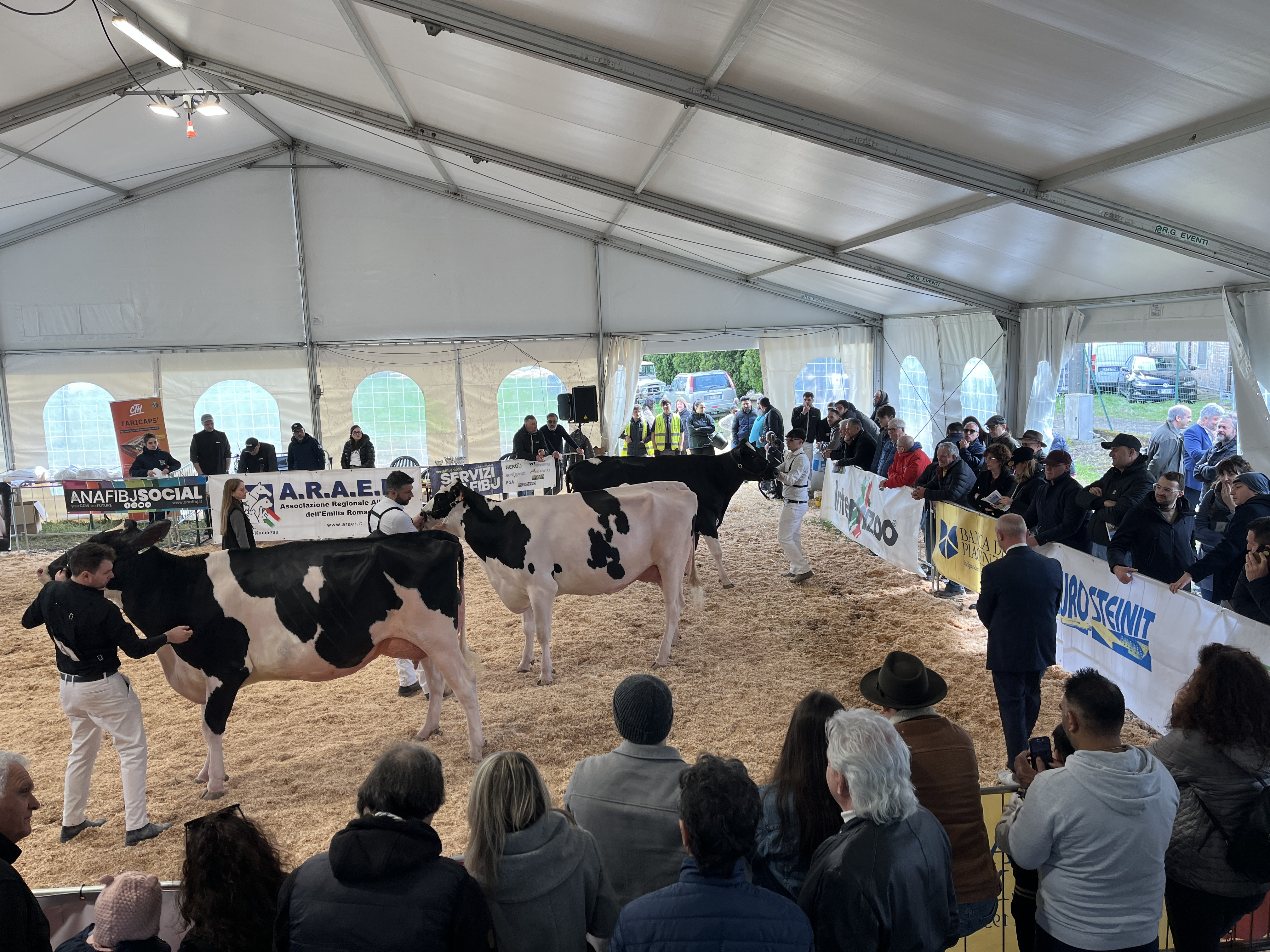 La mostra dei bovini