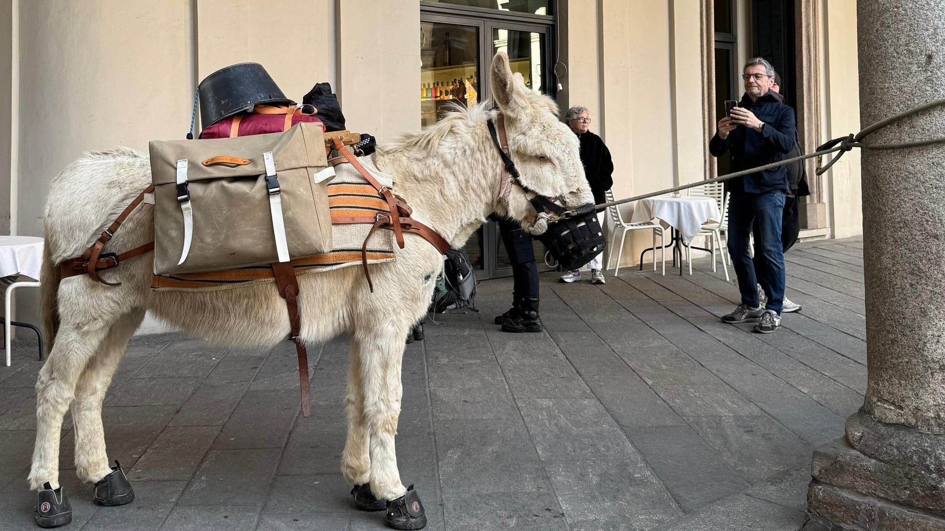 Il mulo che riposa all'ombra di palazzo Mercanti