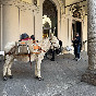 Pellegrini e muli a passeggio in piazza Cavalli