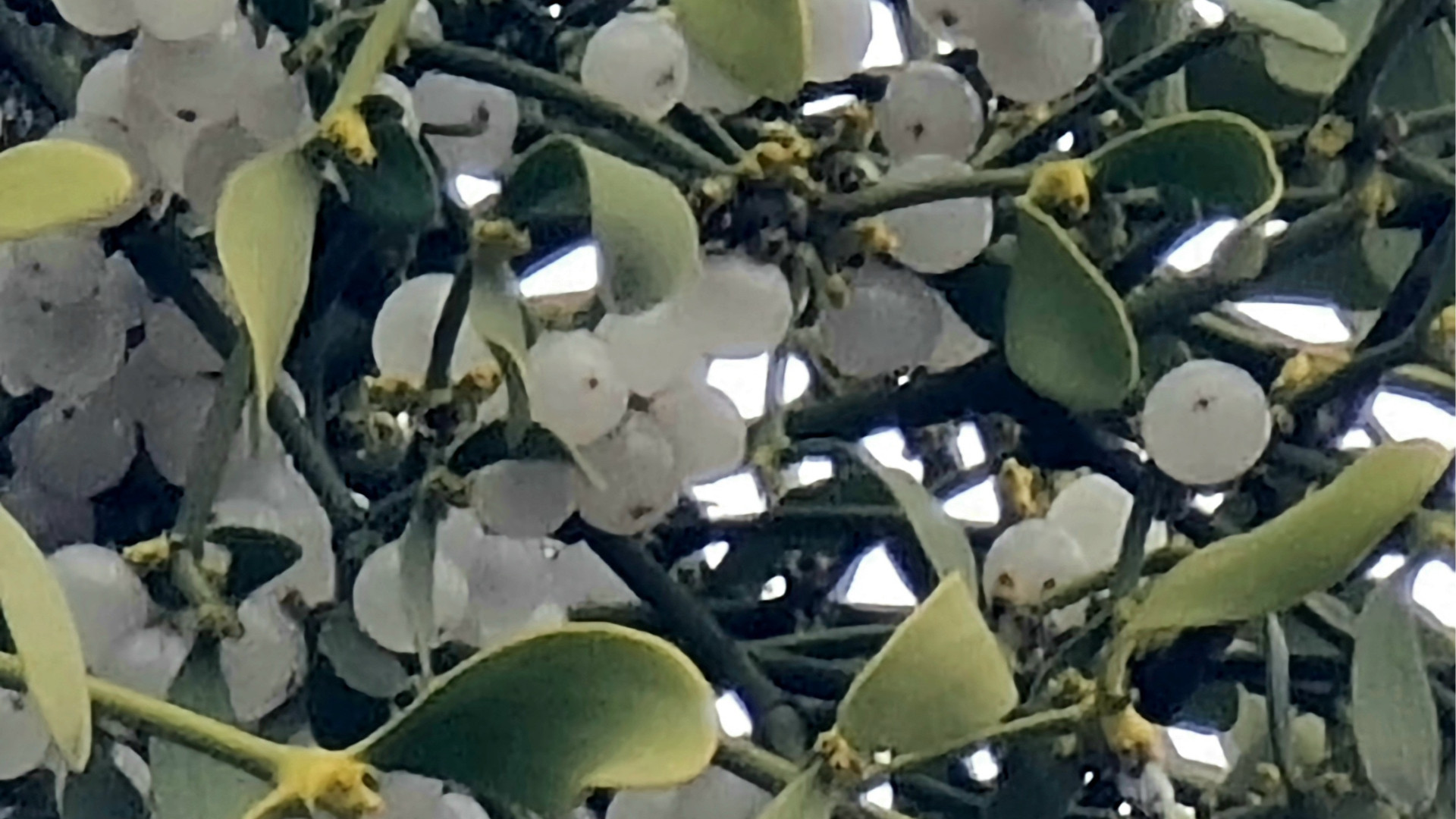 Il vischio - © Libertà/Dea De Angelis