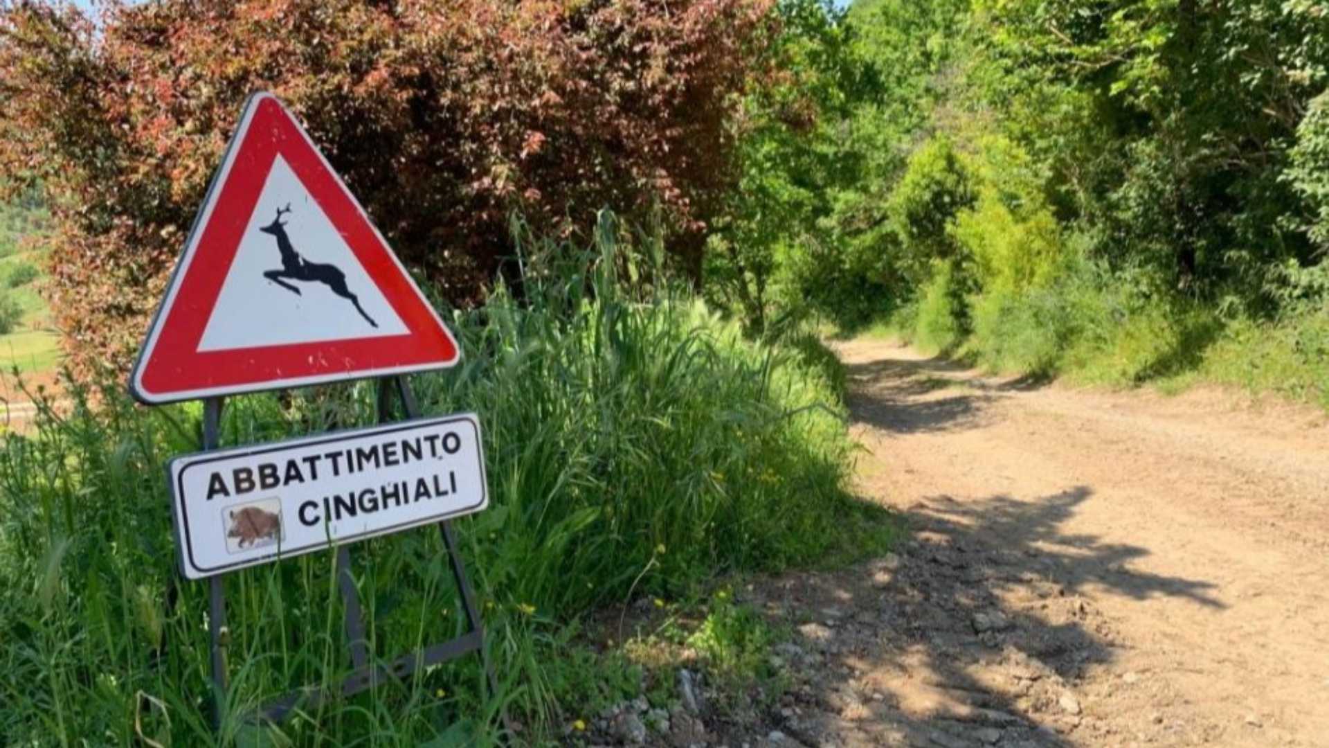 Emergenza peste suina FdI: «Nel Piacentino le restrizioni non calano»