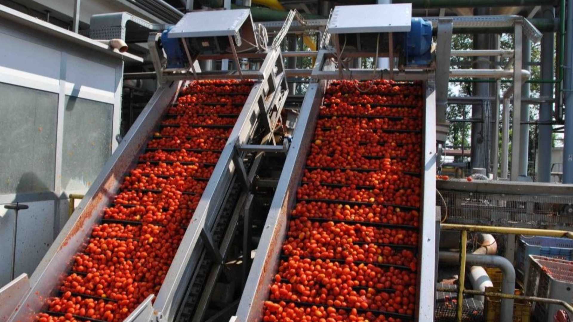 Pomodoro da industria, accordo raggiunto: 137 euro a tonnellata