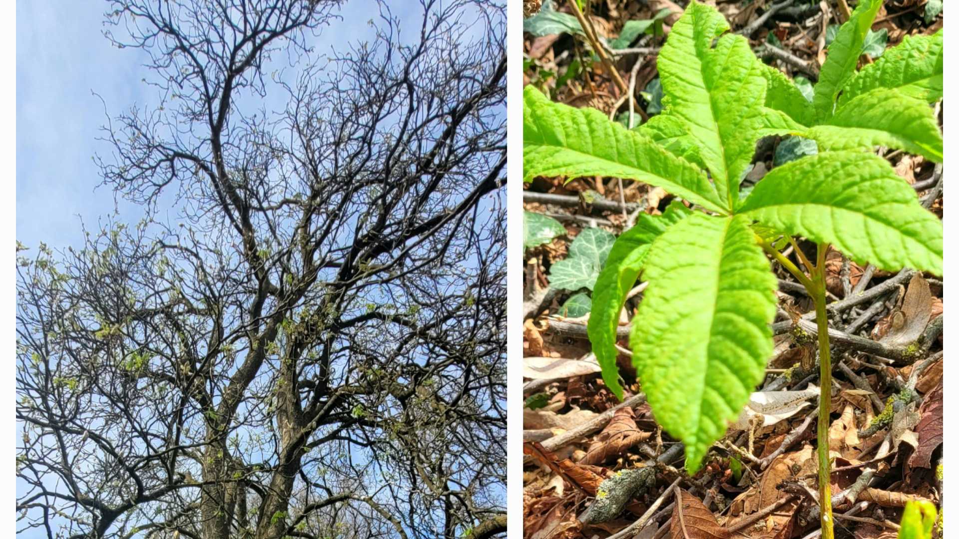 Ippocastano in fase vegetativa e piantina in crescita da fine marzo nel Giardino storico del Castello di Agazzano- © Libertà/Dea De Angelis