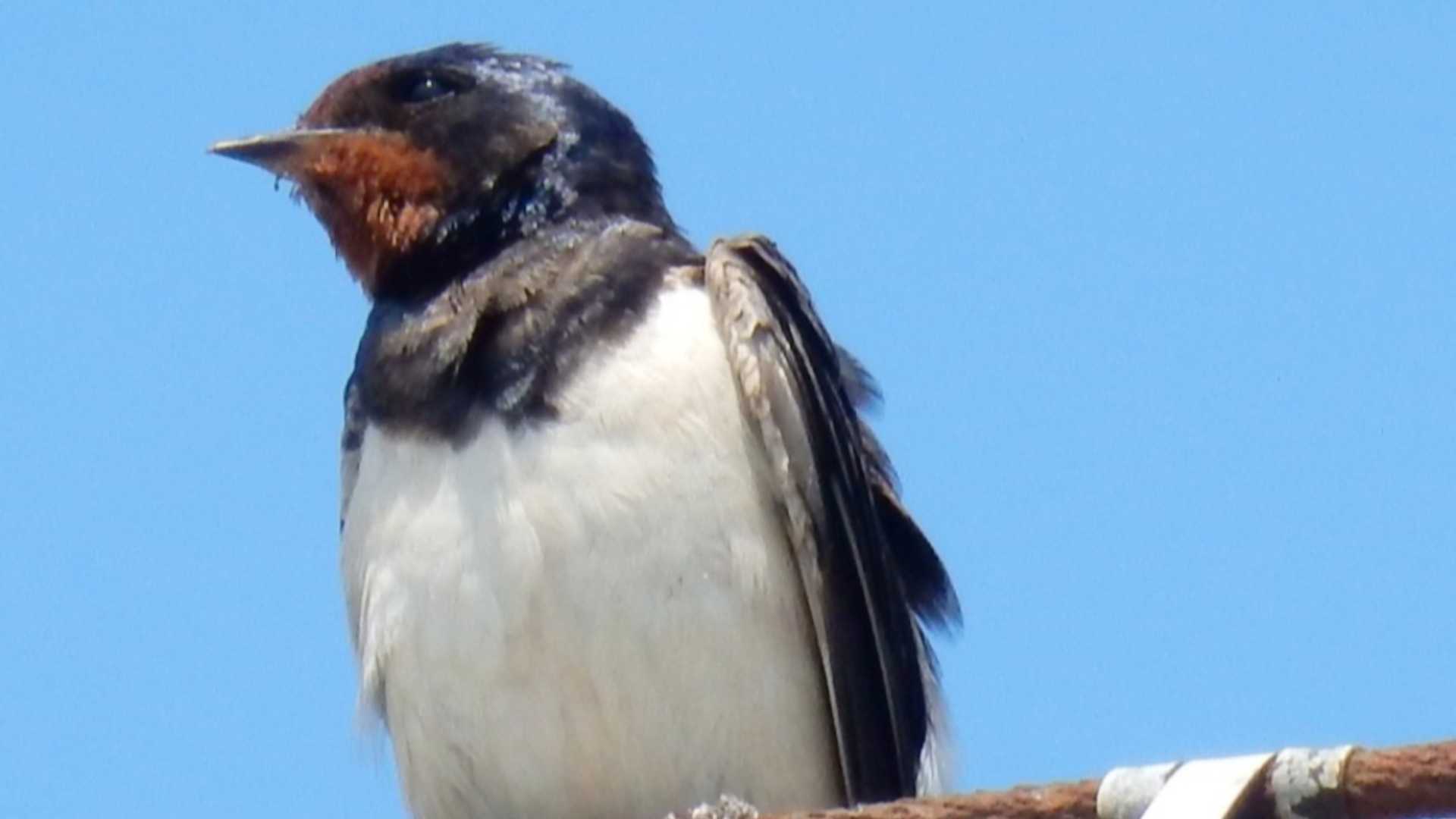 Segni di Primavera, sono arrivate le rondini