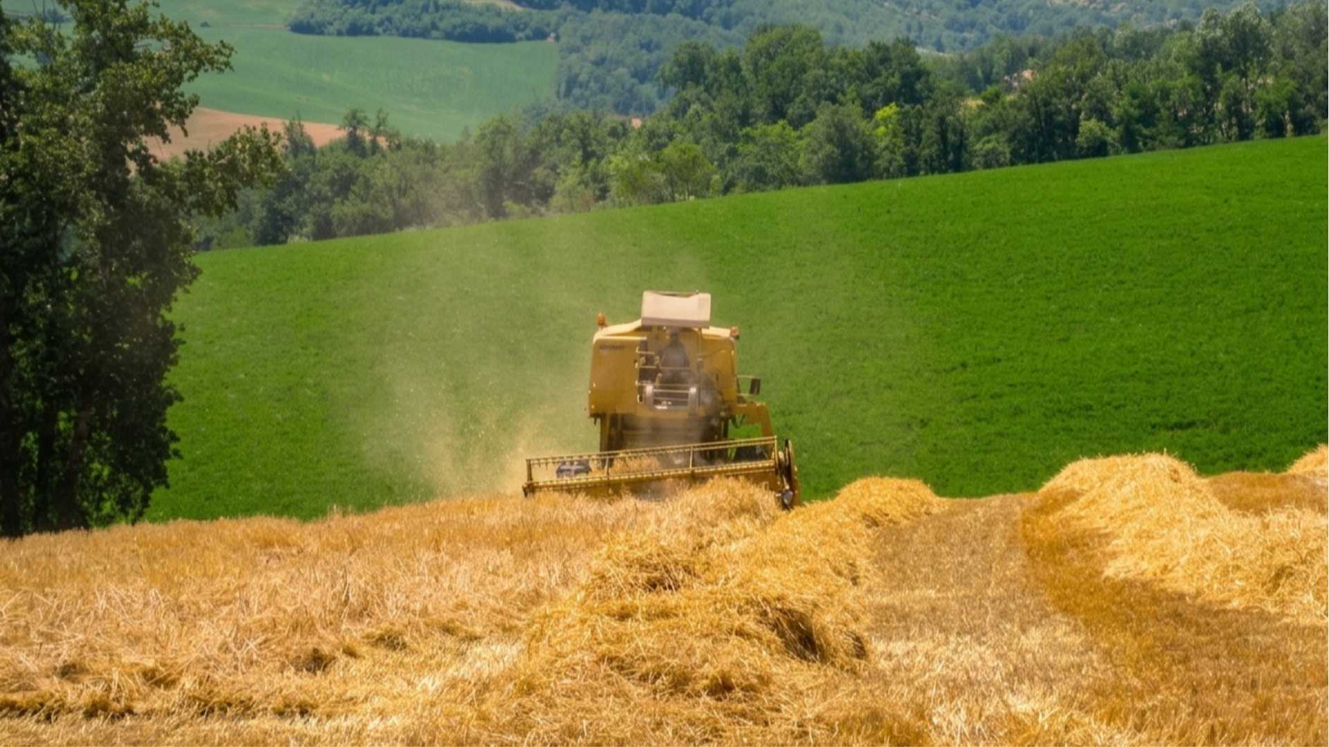 Grano Italiano, Coldiretti: «Con la Cun primo passo per trasparenza e valorizzazione»