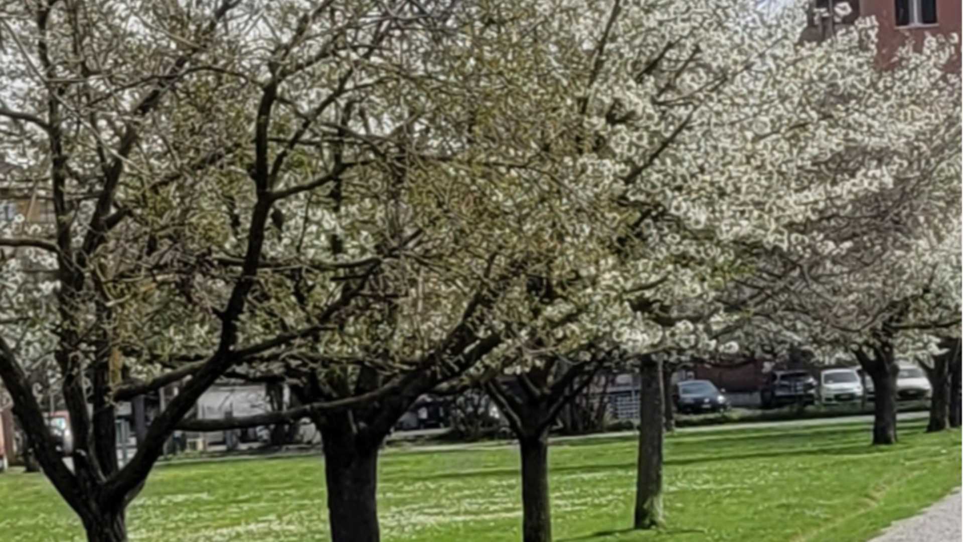 Il ciliegio in fiore... ed è “Hanami” al Parco della Galleana