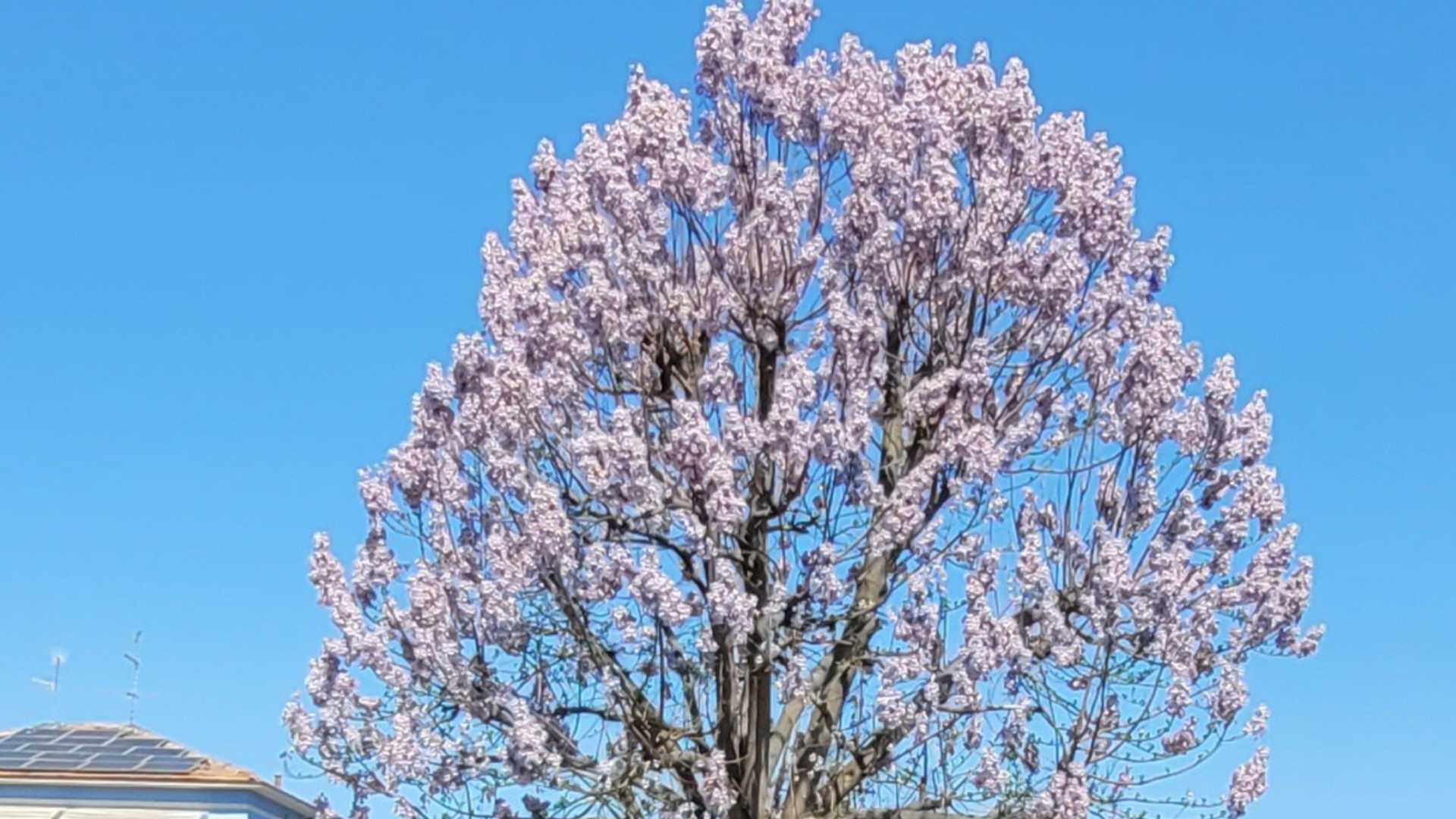 Paulonia con vistosa chioma a fiori viola nella rotonda d’ingresso a Castel San Giovanni
