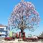 Albero del miele, la Paulonia sfoggia una vistosa chioma di fiori lilla