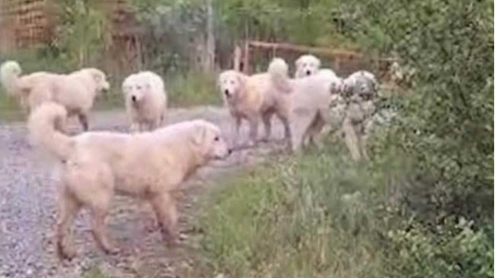 Pastori maremmani lasciati liberi fra San Giorgio e Pontedellolio. «C'è preoccupazione»