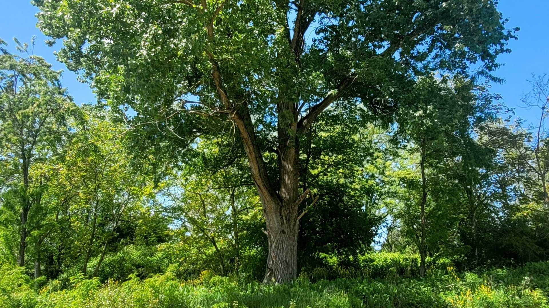 L’anonimo pioppo resiste alla robinia