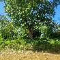 L’anonimo pioppo resiste alla robinia