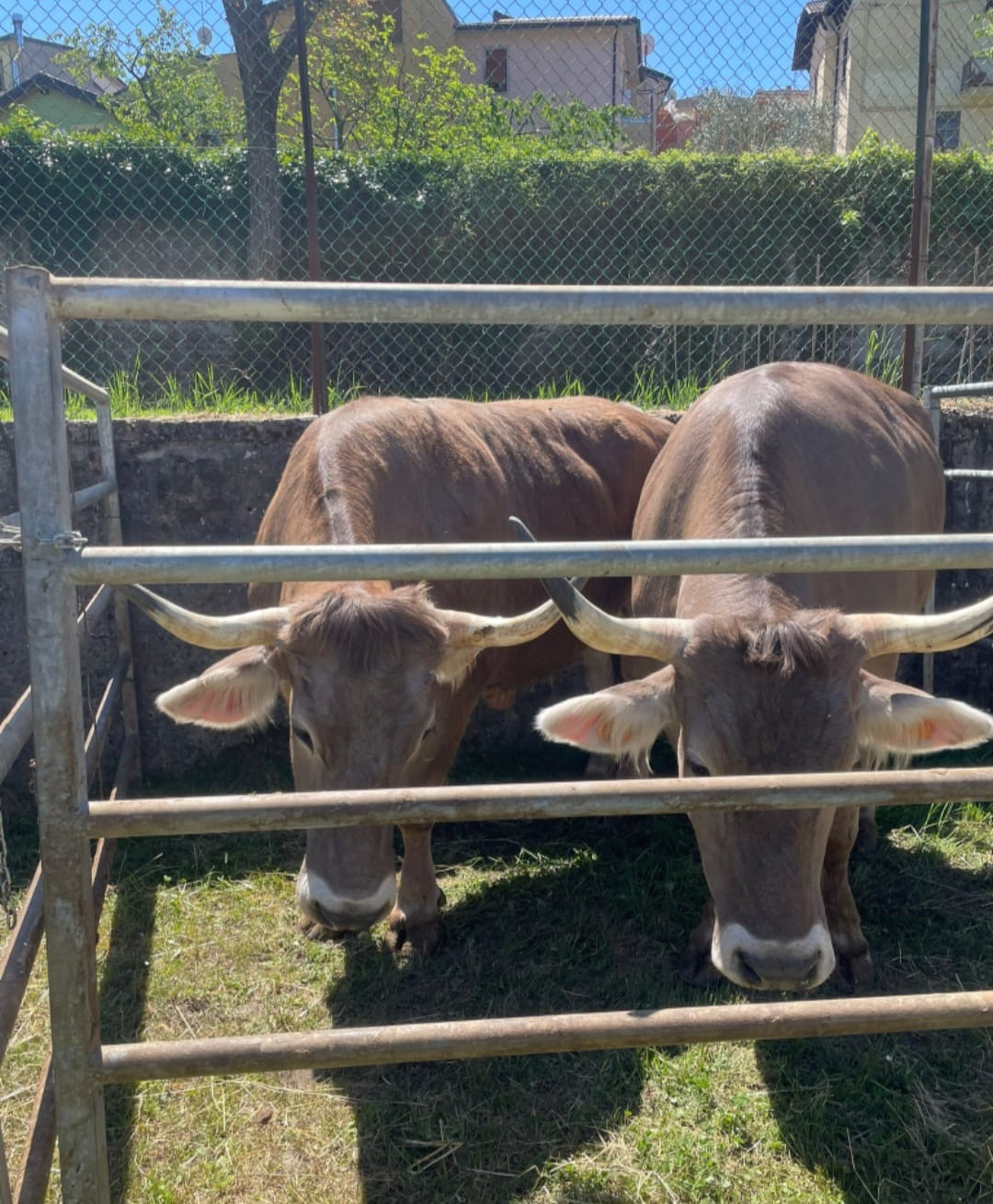 Fiera bestiale ottone