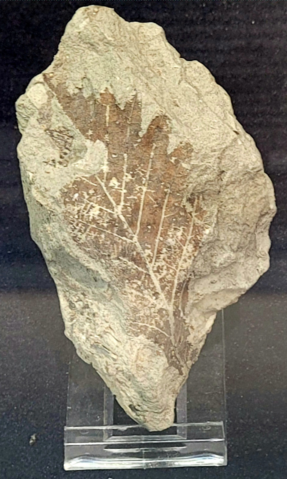 Foglia fossile di quercia esposta al MuMAB&nbsp;