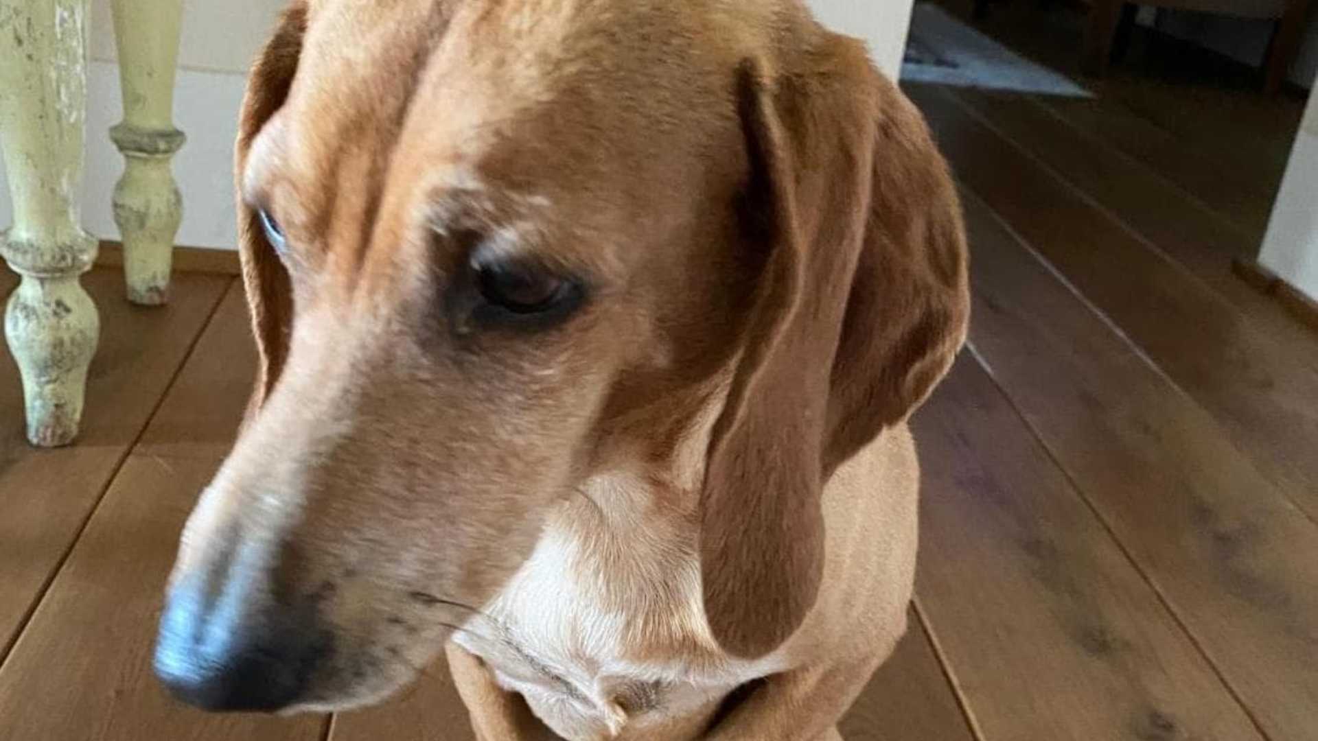 I lupi uccidono Osso, cane di Serra. «Ho pensato: me ne vado da qui»