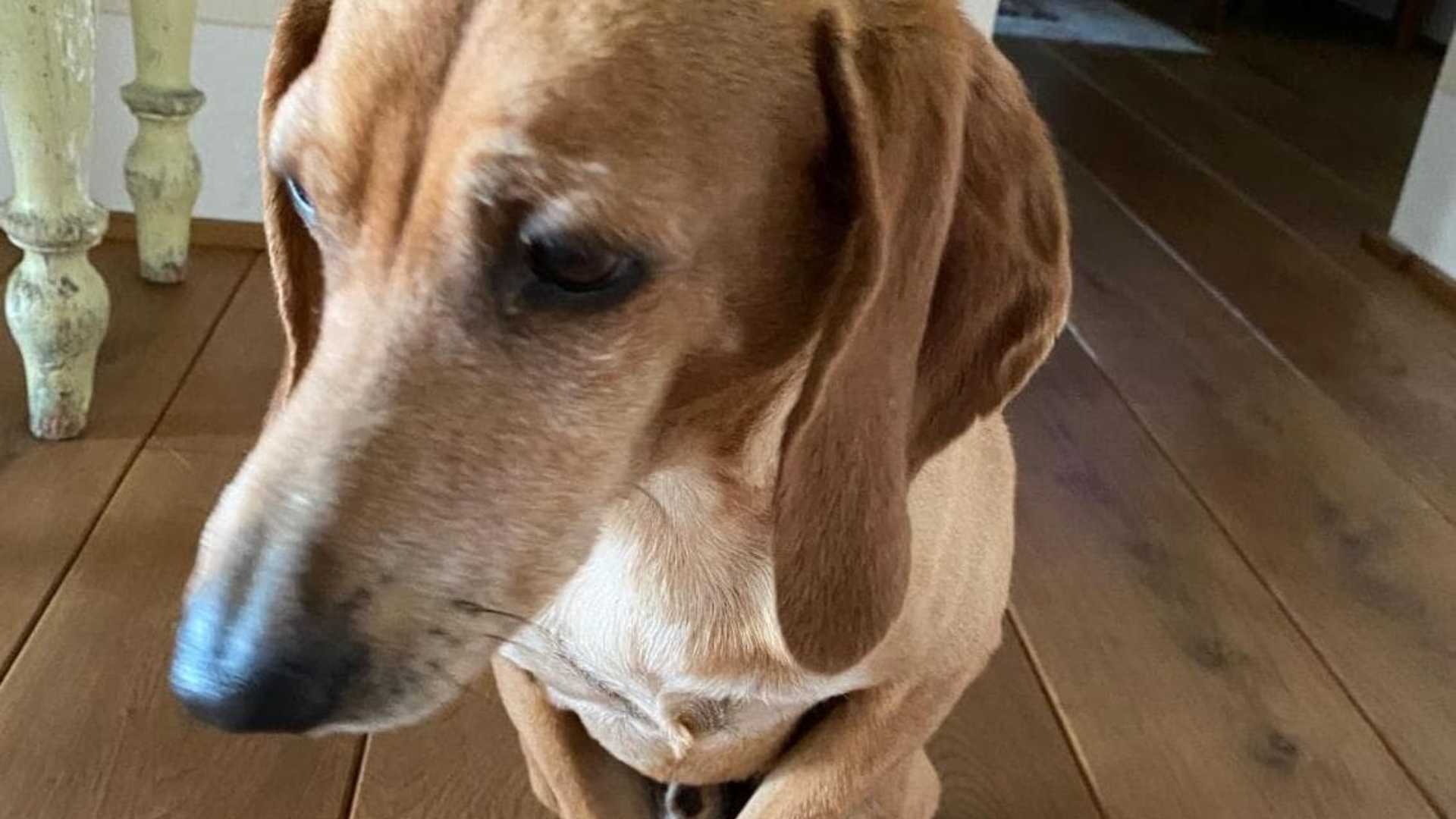 Lupi, cani, convivenza: Osso diventa un caso e scatena il dibattito