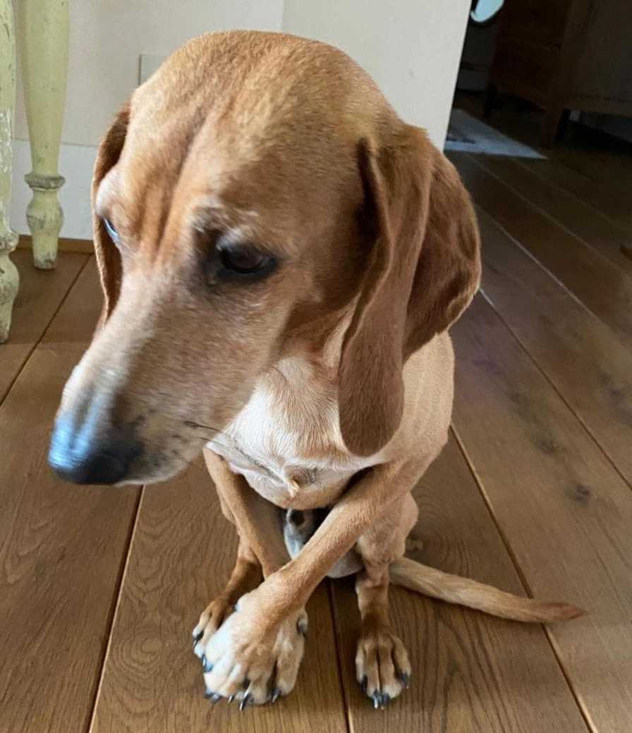 Lupi, cani, convivenza: Osso diventa un caso e scatena il dibattito