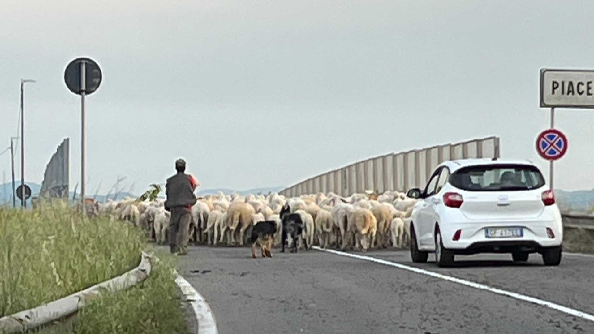 Traffico bloccato a causa di un gregge di pecore