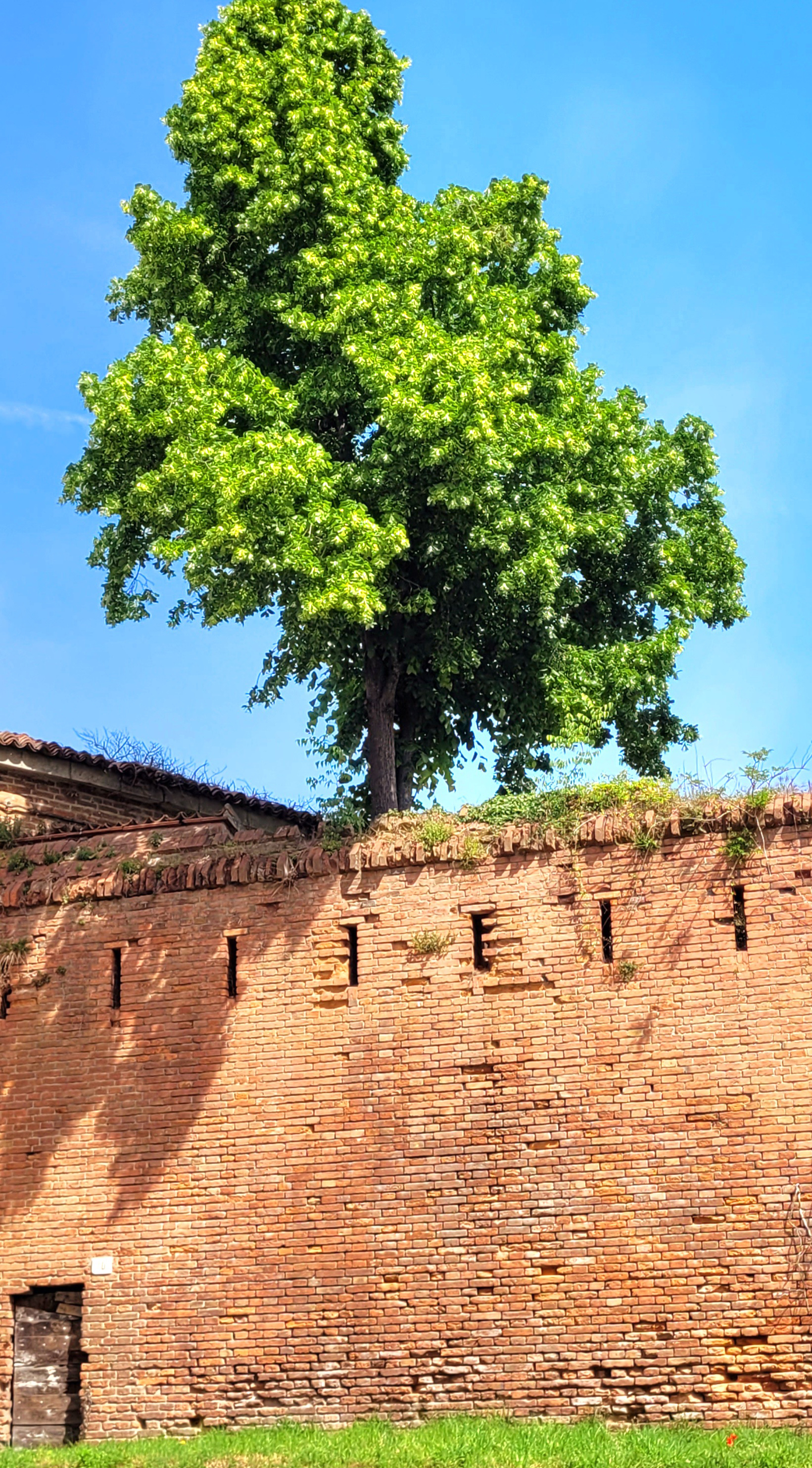 Tiglio sulle mura vicino a Porta Borghetto