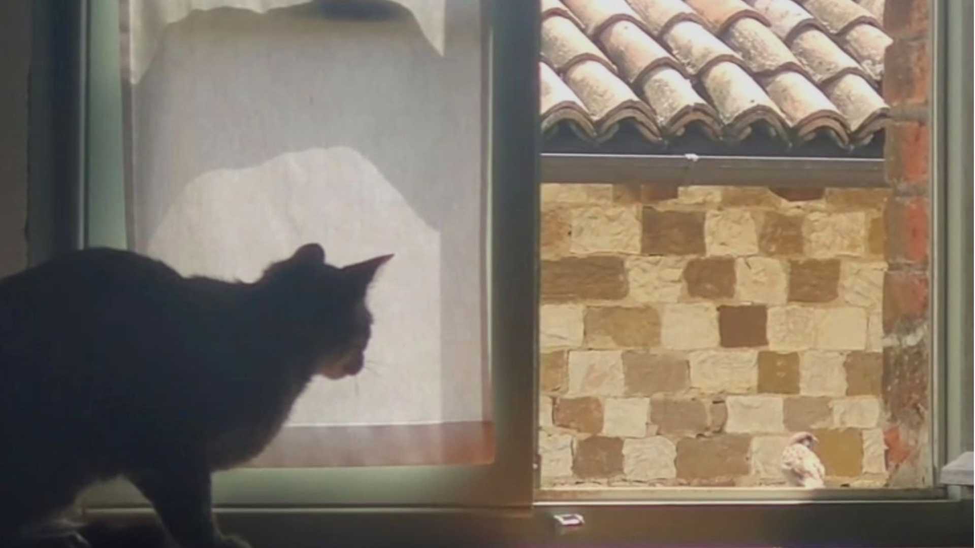 "Visto nei cartoon": Titti e il gatto Silvestro nella realtà
