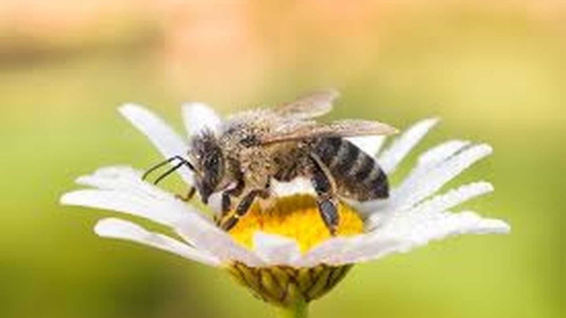 CRV - Presidente Zaia a Montebelluna, all'apiario didattico del progetto “Cave Amiche delle Api"