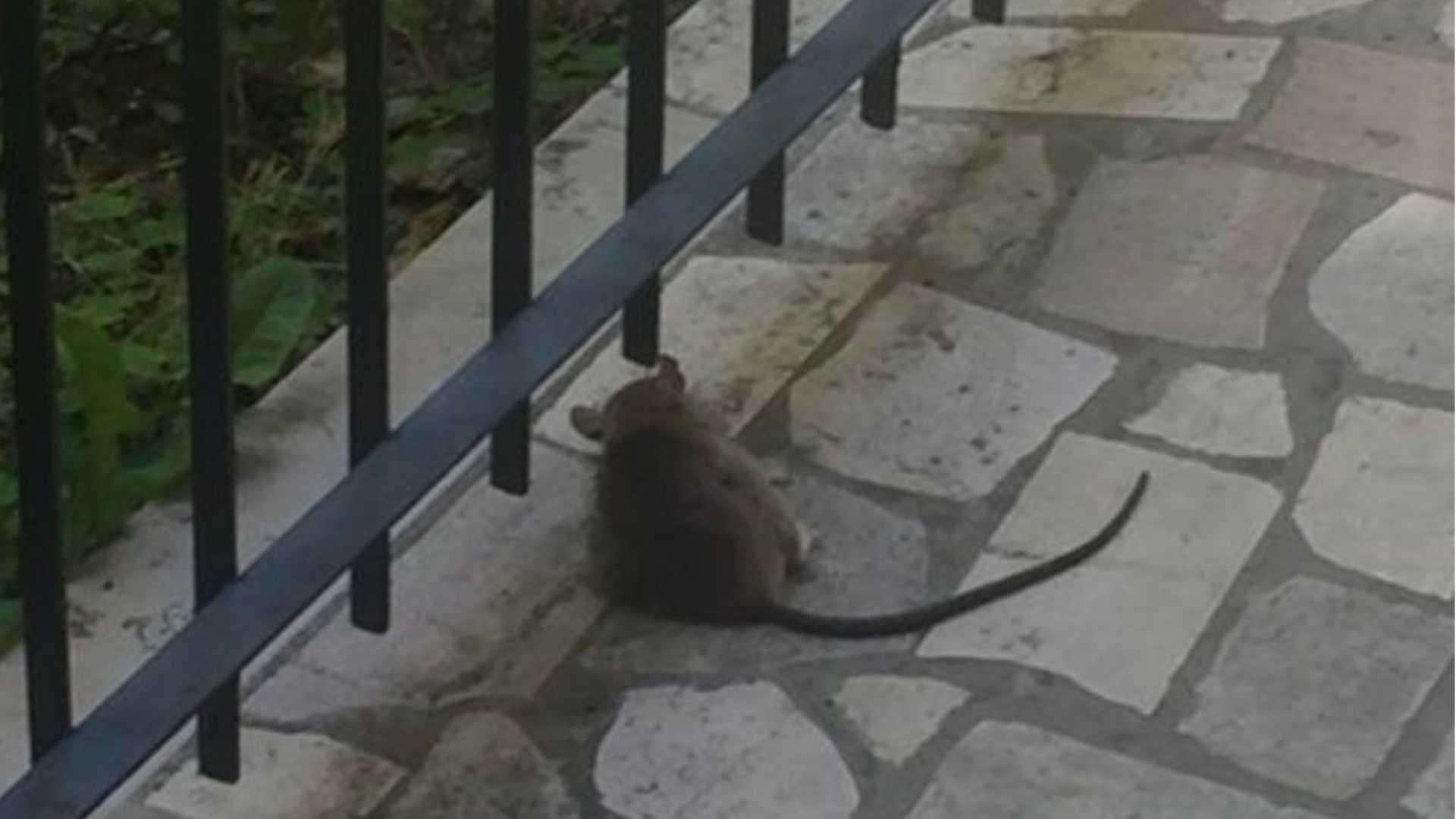 Stradone Farnese, è allarme invasione di topi