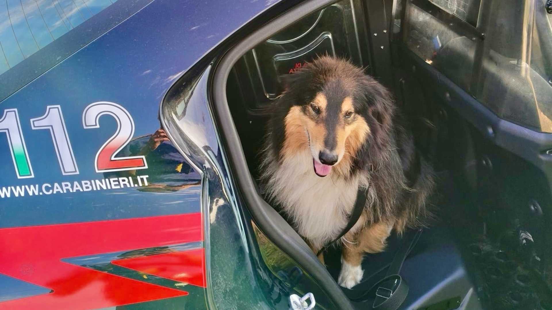 “Antonio” vagava sulla strada per Muradolo: i carabinieri evitano il peggio