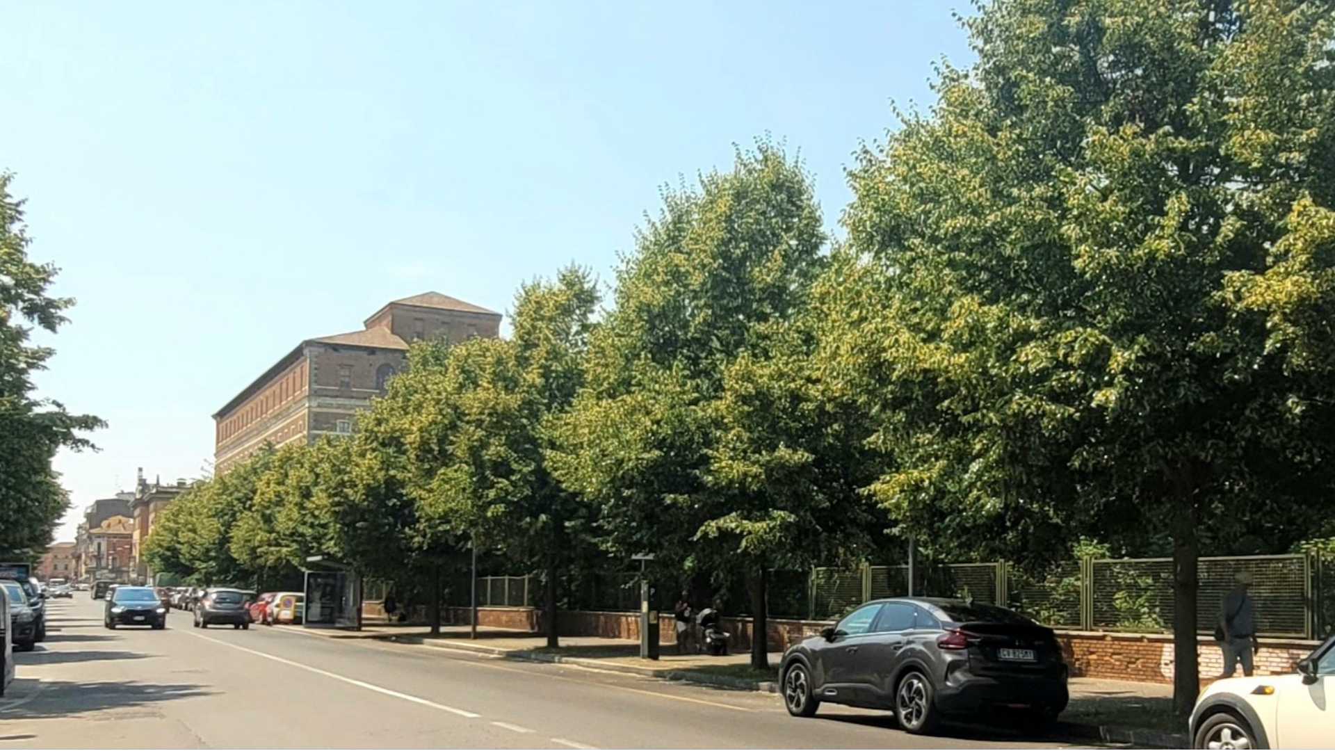 Il doppio filare di ‘tiglio cordata varietà Greenspire’ in viale Risorgimento
